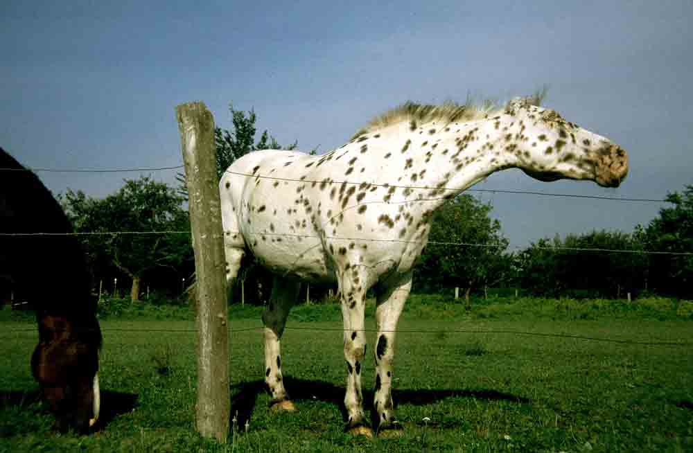 Caballo - Obernai - Francia.jpg